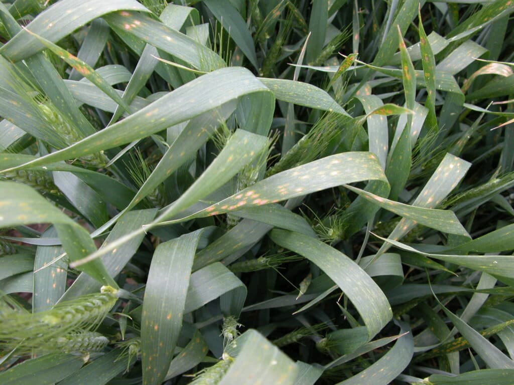 Zinc Deficiency in Crops